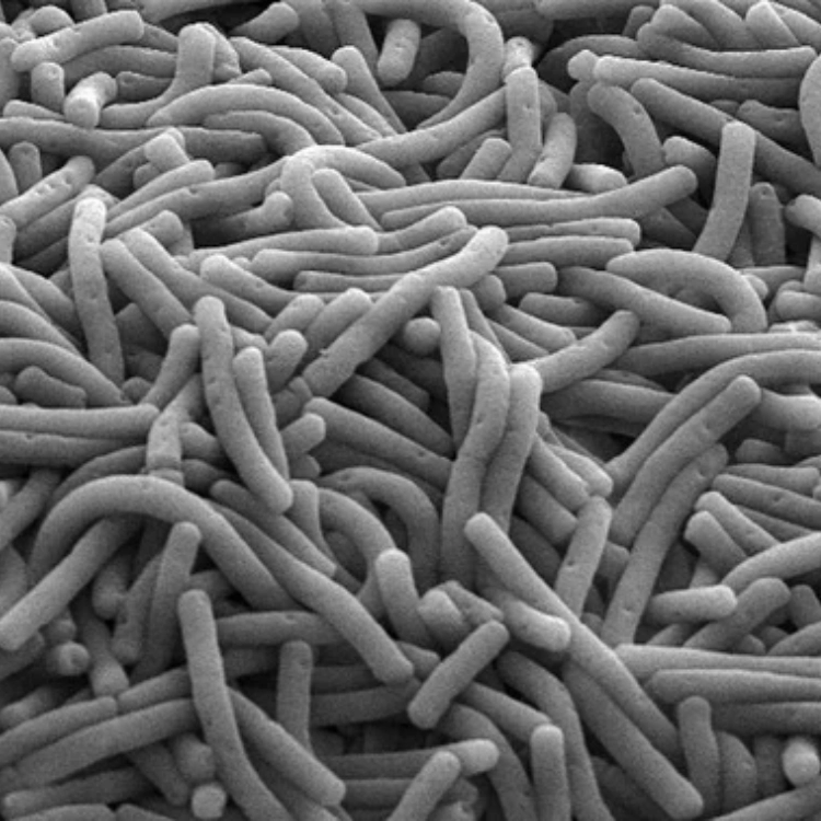 1L Lactobacillus Delbrueckii