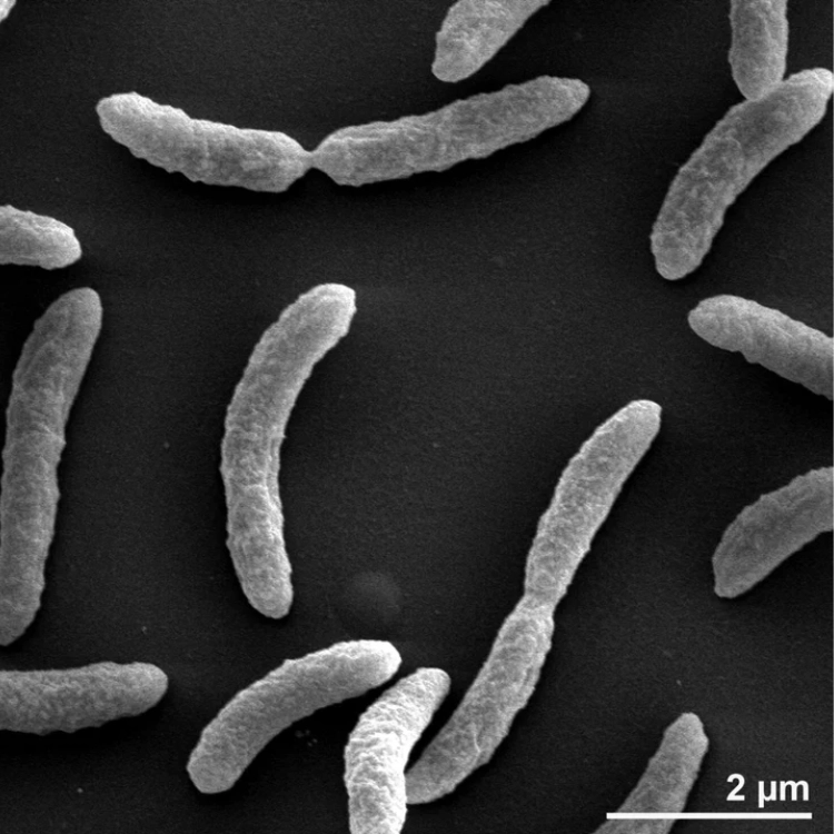 1 Kg Thiobacillus Denitrificans-img1
