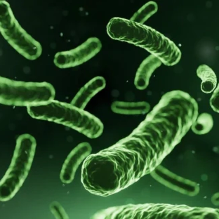 1L Lactobacillus Helveticus