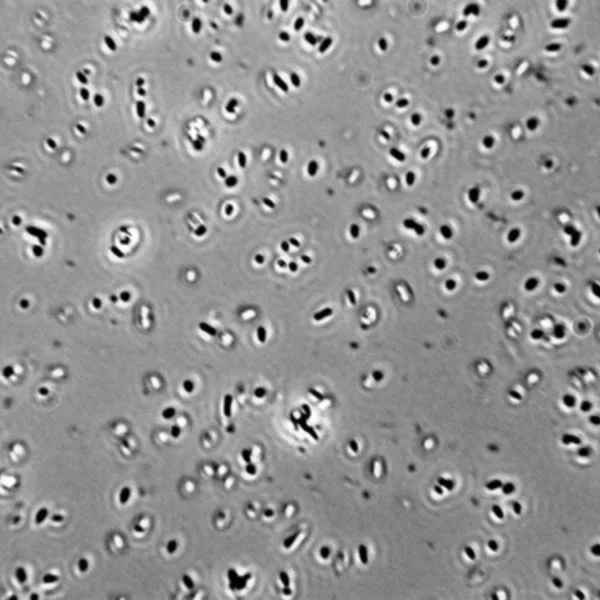 1L Lactobacillus Brevis