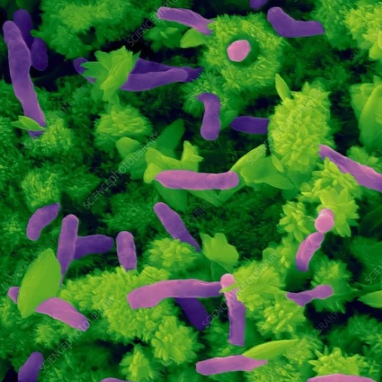 1 L Rhodo Bacter-img1