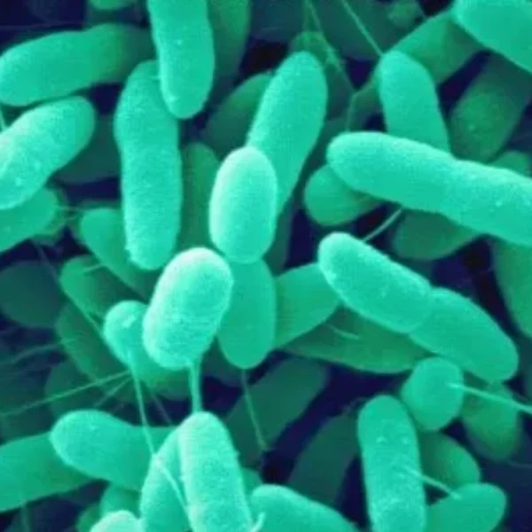 Azospirillum Biofertilizer