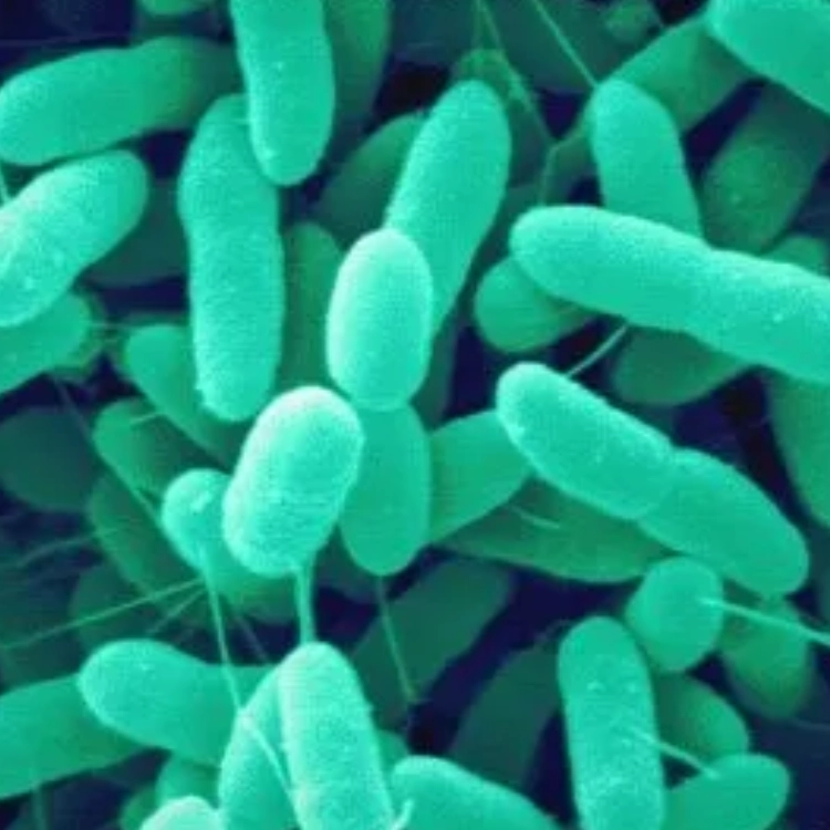 Azospirillum Biofertilizer-img1