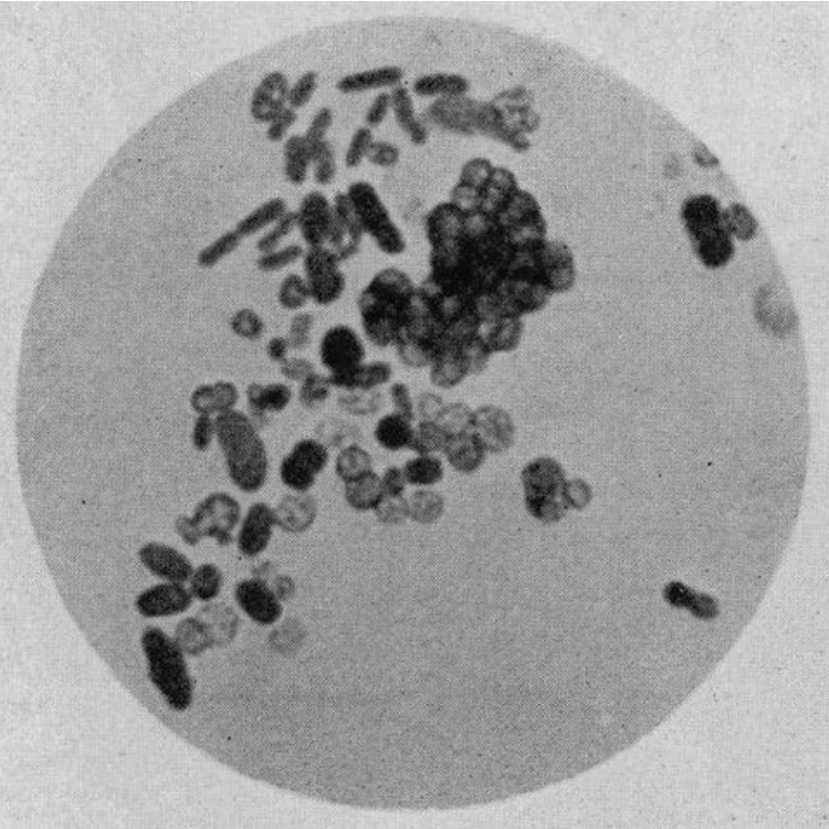 Azotobacter Biofertilizer-img1