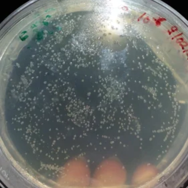 Azotobacter Biofertilizer-img2 Azotobacter Biofertilizer-img2