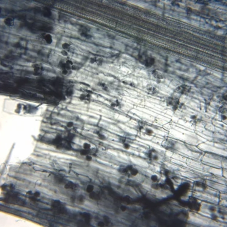 Vesicular Arbuscular Mycorrhiza-img1 Vesicular Arbuscular Mycorrhiza-img1