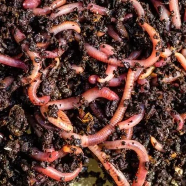 Earth Worms mix